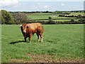S5708 : Bull in a field near Ballycashin by David Hawgood