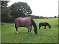 SX5079 : Grazing horses, near Ley by Roger Cornfoot