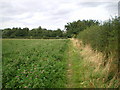 Fieldside footpath