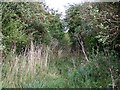 Byway near Lopcombe Corner