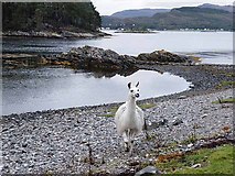 NG8233 : Llama on the shore by Oliver Dixon