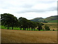 Field near Dunsyre