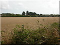 Hordle, harvested field