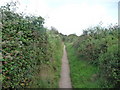 East Devon : Coast Path & Hedgerows