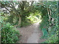 East Devon : Bench, Tree & Coast Path