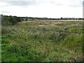 Wetland, Inchyra Grange