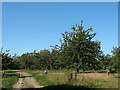 Orchard at Horselees