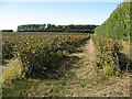 Unidentified fruit field