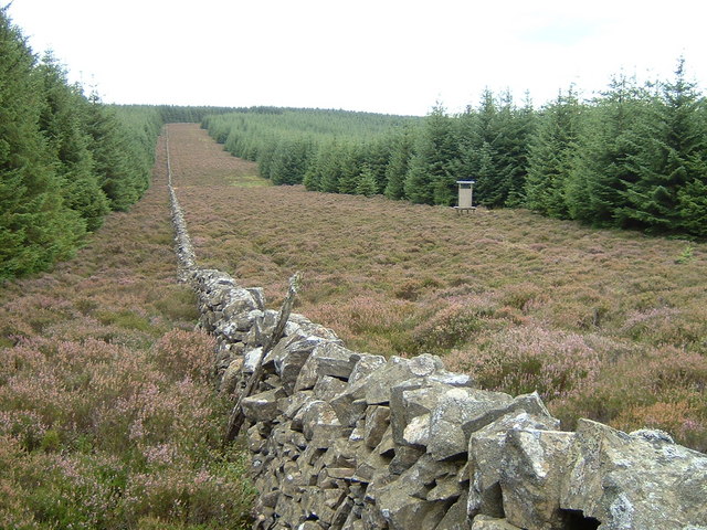 Heather and forest, Minch Moor