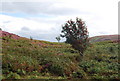 A Mountain Ash by the path , Conwy Mountain