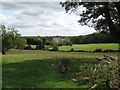 View SE towards overgrown Vineyard near Common Piece