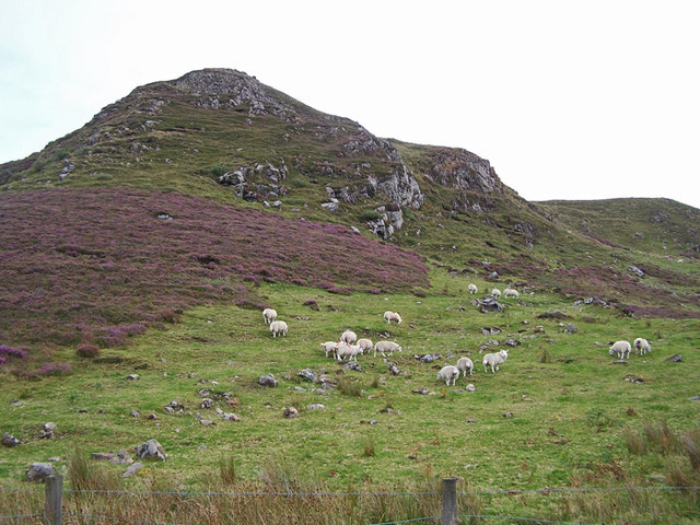 Sheep on Cnoc Dubh Heilla