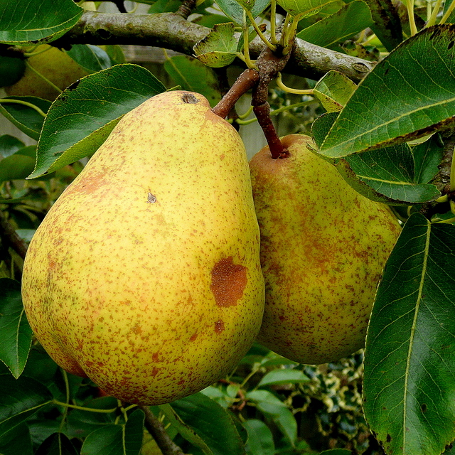 Ripe Williams pears © Jonathan Billinger cc-by-sa/2.0 :: Geograph ...