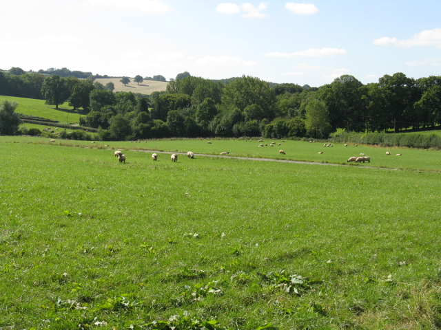 Sheep At Birchley Farm