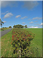 Hawthorn Hedge