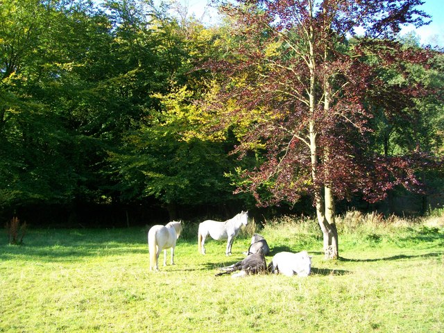 Ponies in the sun