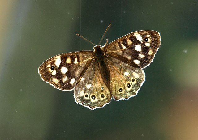 Butterfly, Orestone Manor