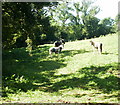 Horsy trio in field near M4, Coedkernew