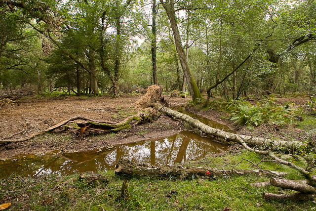 Warwickslade Cutting: fallen birch tree