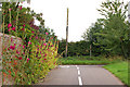 Hollyhocks in Hunningham