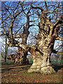 TQ4618 : Ancient trees at Horsted Place by Richard Dorrell