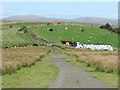 Track on Mynydd y Garth