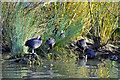 A cover of Coots - Cosmeston Lakes