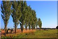 Row of Poplar Trees