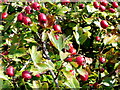 Hawthorn fruits, Cretaegus monogyna