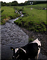 Cows graze the banks of Tawelan Brook