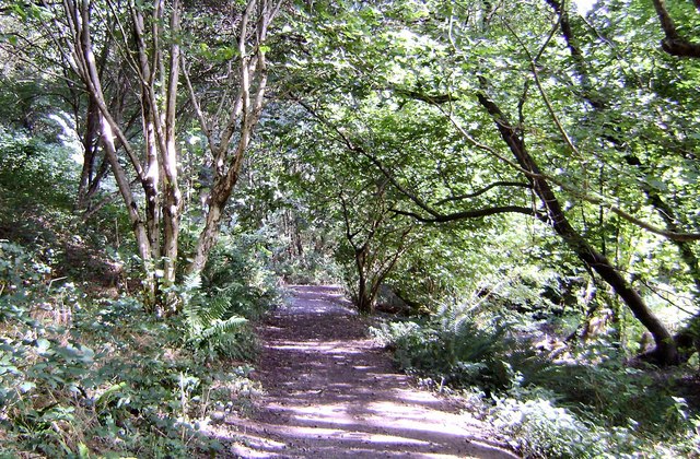 Footpath through Whiddon Valley Woods,... © Barrie Cann cc-by-sa/2.0 ...