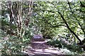 Footpath through Whiddon Valley Woods, Barnstaple