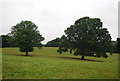 TQ5843 : Two large Oaks by the Tunbridge Wells Circular Path by N Chadwick