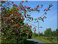 Red berry tree at Magheradartin