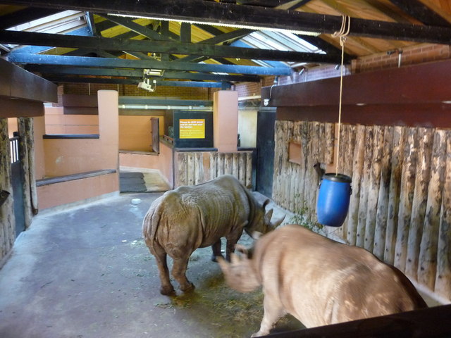 Paignton : Paignton Zoo, Black Rhino © Lewis Clarke :: Geograph Britain ...