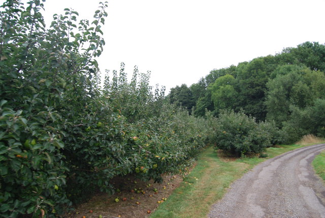 Orchards by the Tunbridge Wells Circular Path