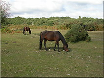 SU2915 : Newbridge, ponies by Mike Faherty