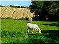 Cattle grazing at Whitehills