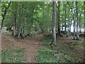 The old Roman Road Stane Street continuing through Plattershill Copse