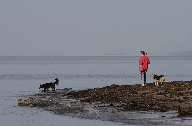 A walker and dogs at Carleton Bay