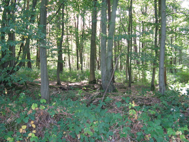 Hornbeams in Farthings Field