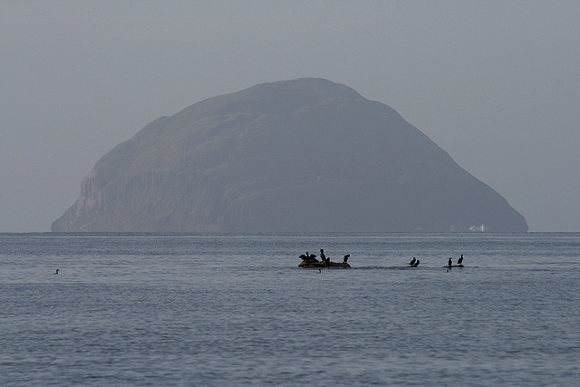 Cormorants in the Firth of Clyde