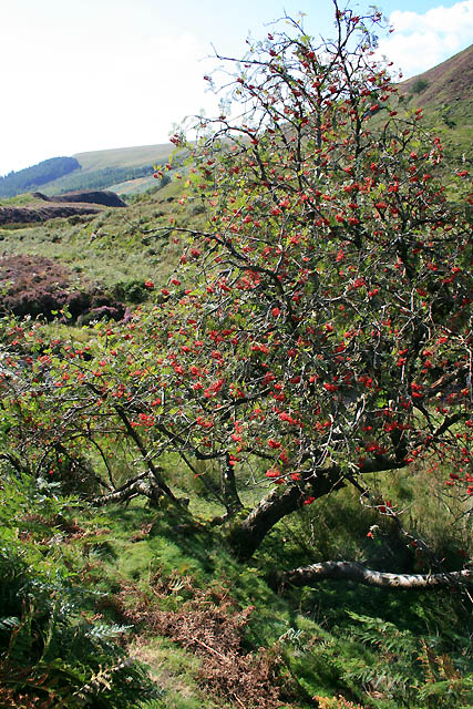 Fruiting Rowan Tree