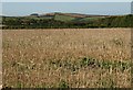 Stubble, Beeson Pool