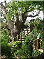 Oak Tree with a View