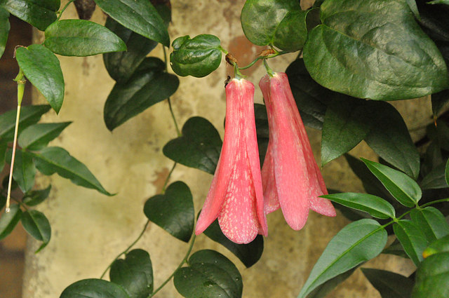 Australian fuchsia (Correa 'Dusky Bells' ) in the ninfarium - Aberglasney House