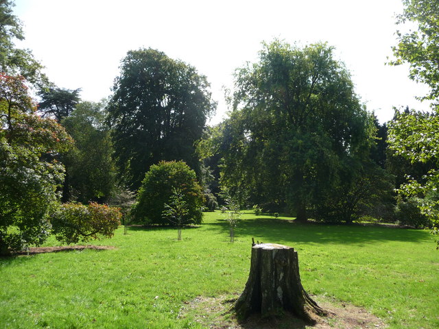 Mid Devon : Knightshayes Court, Tree Stump & Trees