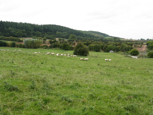 Sheep Grazing Above Brierley