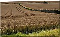 Barley near Chivelstone