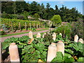 Mid Devon : Knightshayes Court, Pots in the Allotment